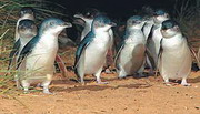 пингвиний парад на родине анангу