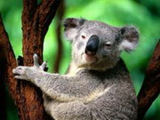животные и растения австралии