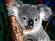 где обитает забавная коала