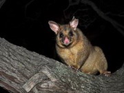 сумчатые животные австралии: особенности образа жизни и среды обитания
