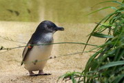 Колония синих пингвинов