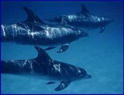 Плавание с дельфинами в Новой Зеландии