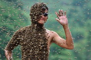 Пчеловодство в Новой Зеландии