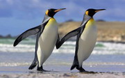 Пингвины Южного острова